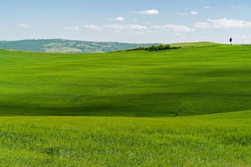 Typical Tuscany Landscape with green Grass and Hills - Tuscany, Italy