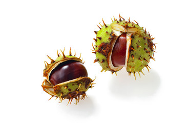 Horse-chestnut (Aesculus) fruits. Isolated on white background