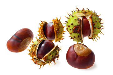 Several ripe chestnuts on a white background.