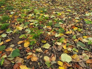 Leafy foliage natural background