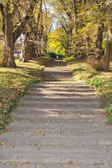 Stairs covered by autumn leafs