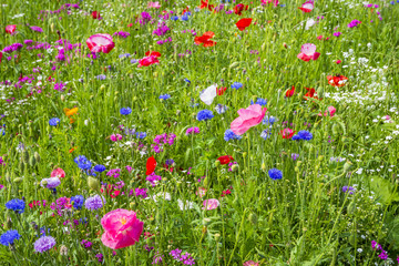 Colorful flowers in the green meadow