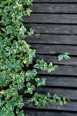 wooden path with weaving plants as a background