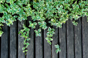garden weaving plants on the old wooden surface as a background