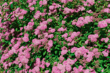 Autumn bushes with pink flowers. in a home garden