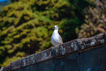 a beautiful seagull sits on a parapet