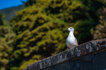 a beautiful seagull sits on a parapet