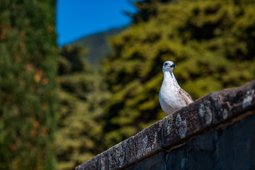 a beautiful seagull sits on a parapet