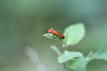 Fototapeta na wymiar Käfer mit Tropfen