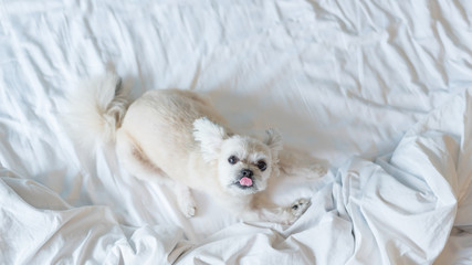 Sweet dog sleep lies on a bed of white veil