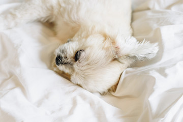 Sweet dog sleep lies on a bed of white veil