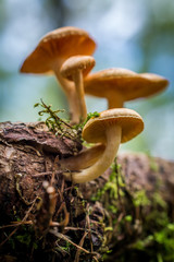 Beautiful Mushrooms on a tree in a forrest