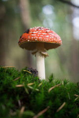 Beautiful Red Mushroom in a Forrest
