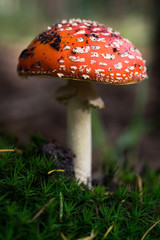 Beautiful Red Mushroom in a Forrest
