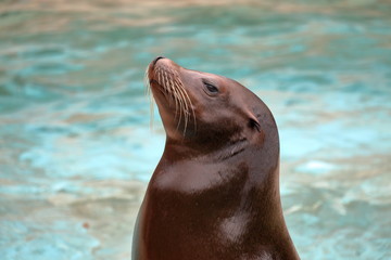 Naklejka premium カルフォルニアアシカ