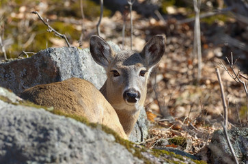 cerf au repos