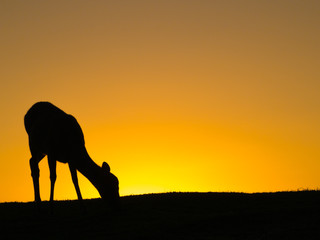 若草山の夕日と鹿 その2