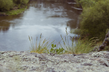 Зеленая трава вблизи водной реки весной