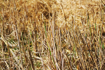 Stubble harvested rice field close-up. Rice fields at summer sunny day
