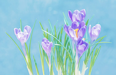 Purple crocuses flowers on blue background
