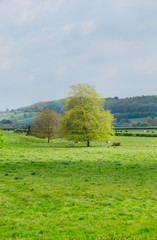 Green Grass And Tree Beautiful Landscape.