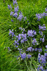Fototapeta premium Bluebell Flowers