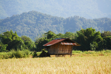 Fototapeta premium Traditional farmer's hut in the rice field in Vang vieng, Laos.