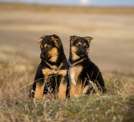 Two puppies outdoors