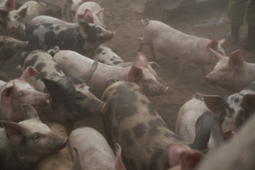 A lot of pigs on the farm