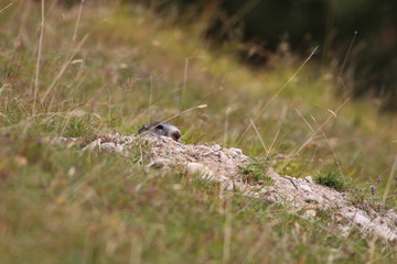 Marmotte