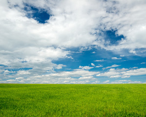 Green grass field under blue sky