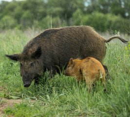 Wild boar with cub