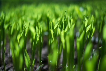 Green grass closeup texture
