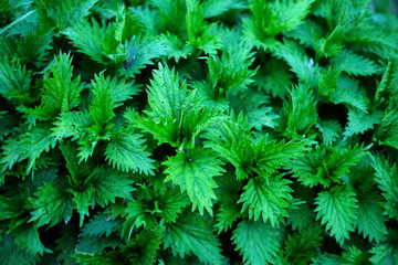 Green grass closeup texture