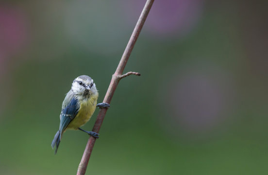 M&eacute;sange bleue