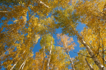 The sky over autumn forest through the trees