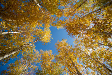 The sky over autumn forest through the trees
