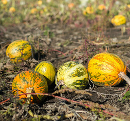 Fresh pumpkin in the garden