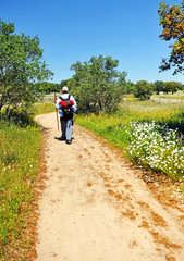 Obraz premium Hiker in the Via de la Plata, Camino de Santiago in Extremadura, Spain