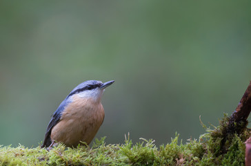Fototapeta premium Sittelle torchepot