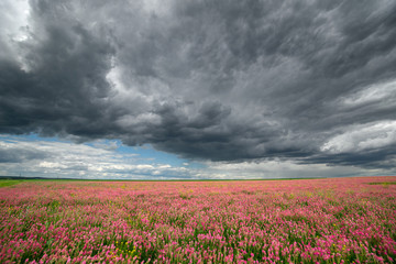 Pink field of flowers under sky with clouds