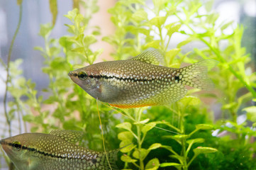 Pearl gourami fish Trichopodus Leerii also known as the mosaic gourami fish