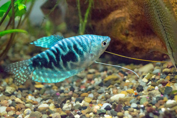 Tropical gourami fish trichogaster in aquarium