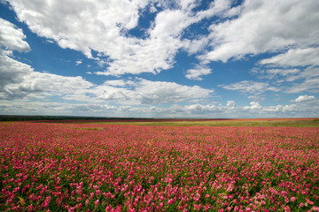 Fototapeta na wymiar Pink field of flowers under sky with clouds