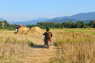 VANGVIENG, LAOS - December 05 2016, Farmers Driving a motorcycle in terraced rice field in rice...