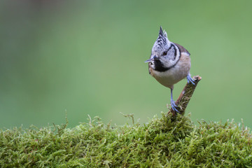 Mésange huppée