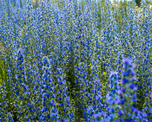 Background texture of blue flowers in the field