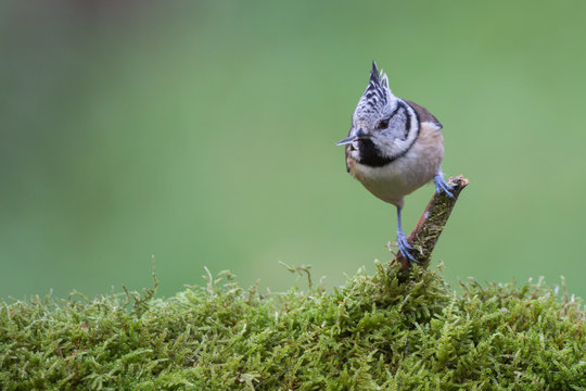 M&eacute;sange hupp&eacute;e