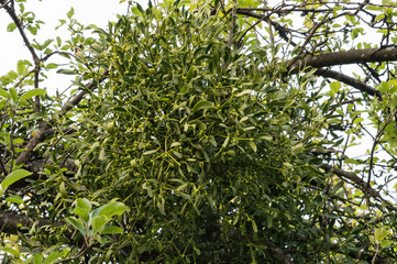 Tree with mistletoe