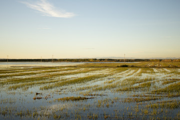 Sunset rice field - Campo de arroz con agua atardecer 